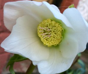 White helleborus winter flowering plants