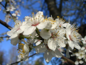 Wild plum blossom Spring garden
