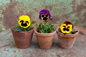 Terracotta pots with pansies