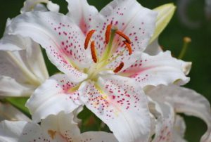 Oriental Lily scented summer flowering bulbs
