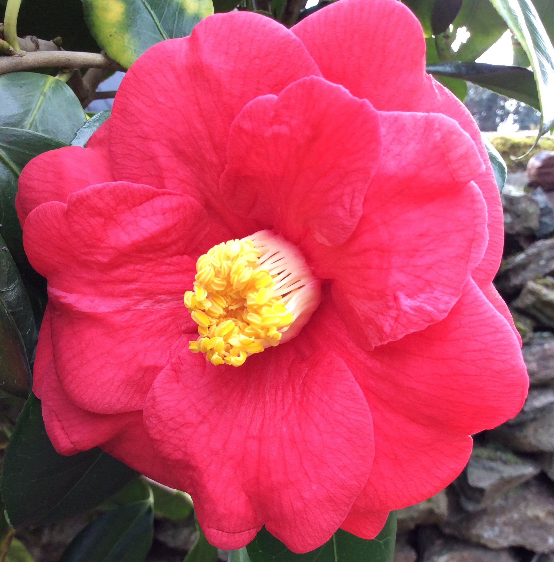 Plants For Spring Colour. Bright pink camellia flower.
