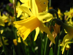 Daffodils Is Your Garden Spring Time Ready, Daffodils