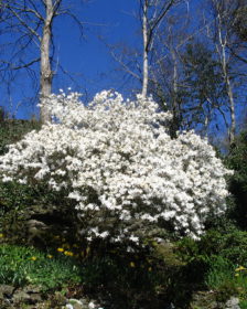Magnolia Stellata Trees For Small Gardens