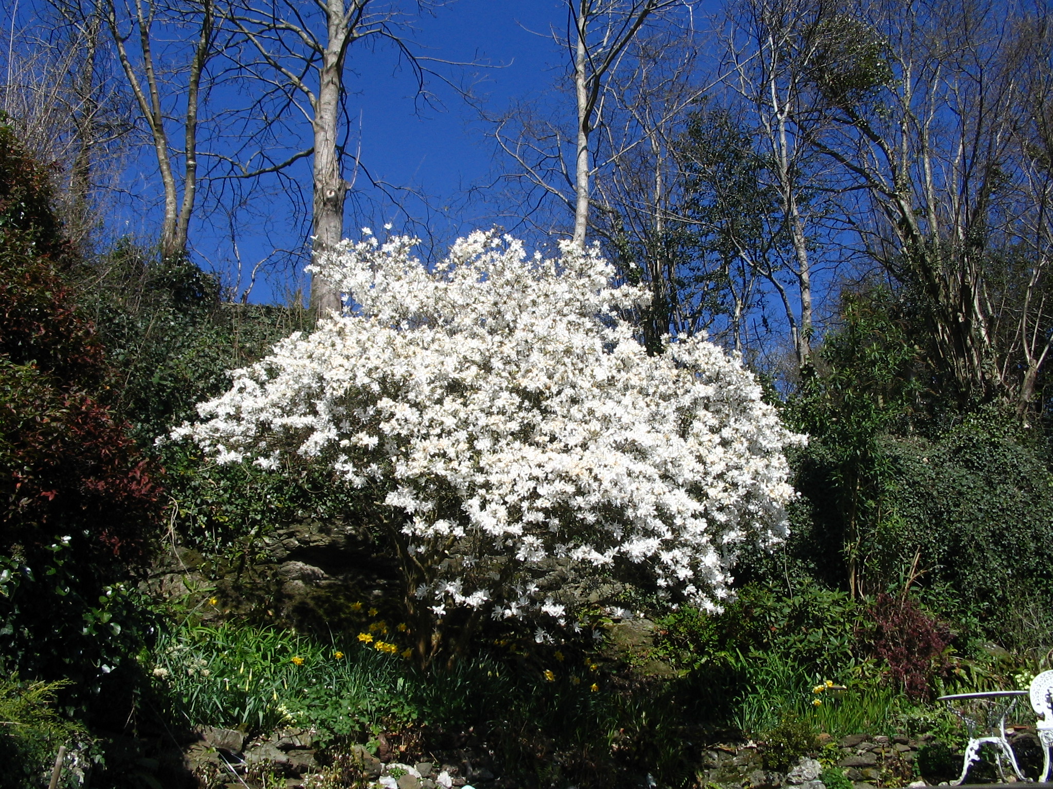 Magnolia Stellata Trees For Small Gardens