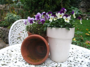 Pots of viola Is your garden spring time ready
