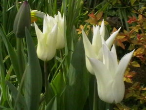 Whit Lily flower tulips spring flowering bulbs