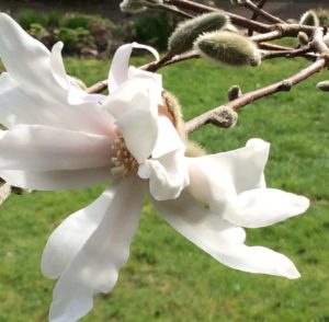 Magnolia Stellata flowers