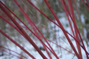 Cornus Alba plants for winter colour