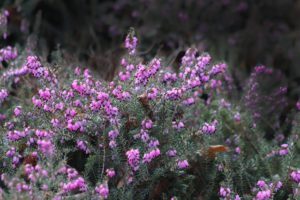 Winter Heather Plants for winter colour