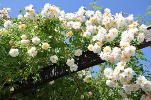 White rambling rose