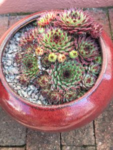 How To Grow Succulent Plants. A red bowl of Sempervivums 