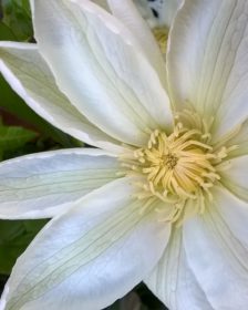 How To GrowA Clematis. white clematis flower. How to grow clematis