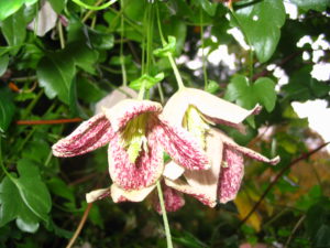 Plants For Winter Interest. Flowers of the evergreen clematis Freckles