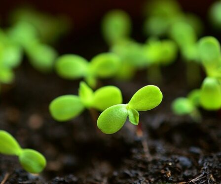 Tiny seedlings growing in compost, 6 Best Seed propagators review