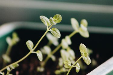 Seedlings Grow plants from seed