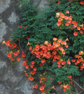 Orange Campsis Hardy Climbing Plants