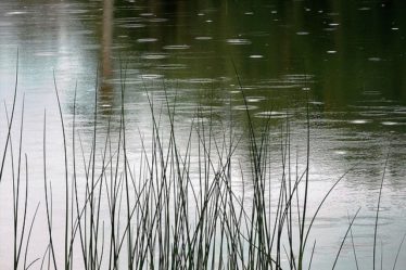 How To Make A Rain Garden. A pond in the rain