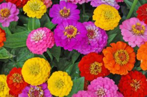 All Summer Blooming Flowers Colourful Zinnias