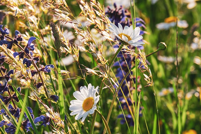 Wildflower garden ideas. Daisies and ears of corn.
