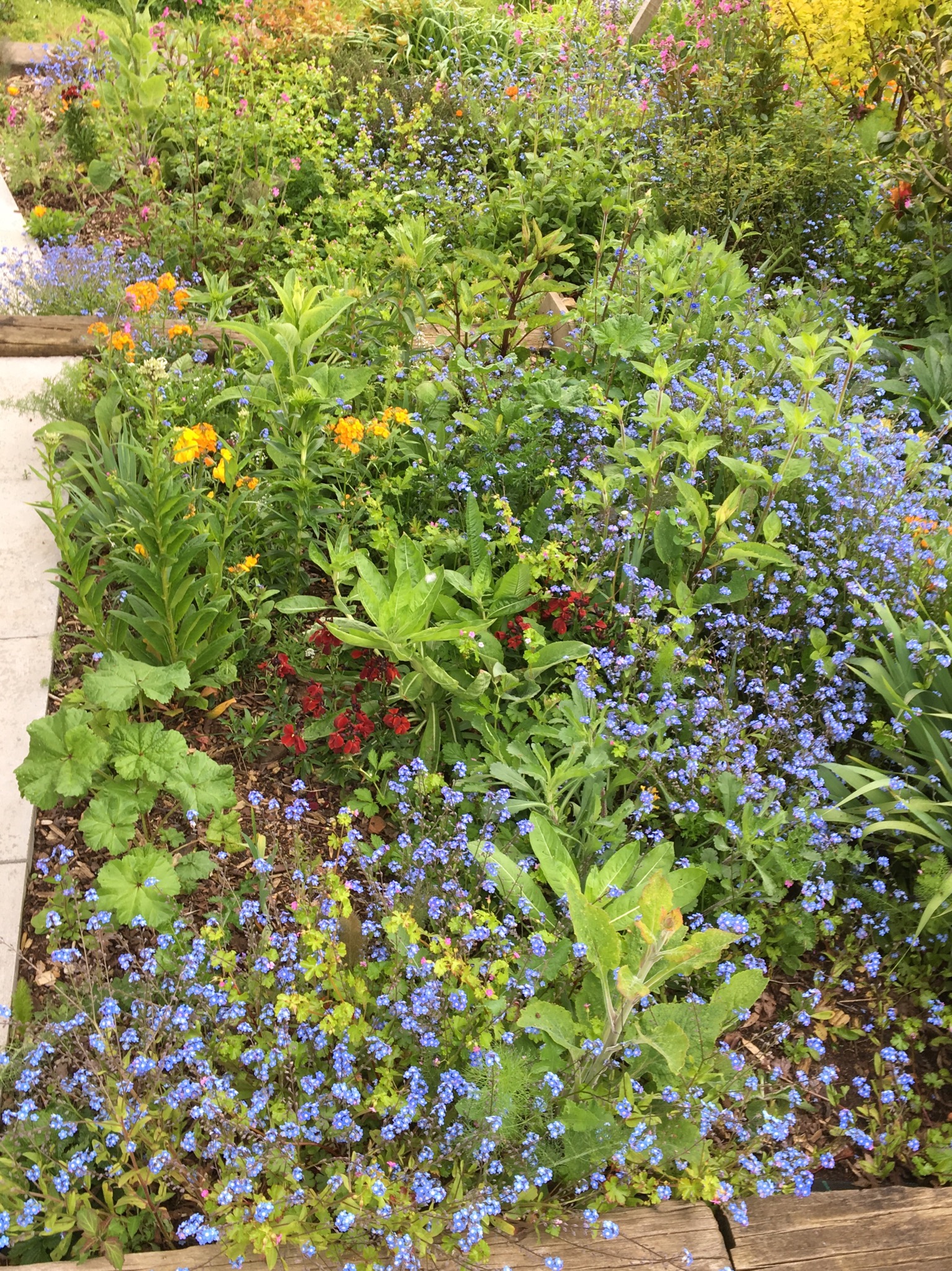 Wildflower Garden Ideas, forget me nots, poppies and calendulas 