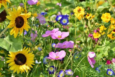 Wildflower Garden Ideas