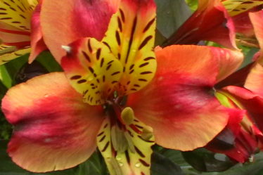 What Jobs To Do In The Garden In July. Alstroemeria Indian Summer