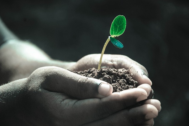 What is the best soil for plants? Hands holding soil with a seedling growing in it.