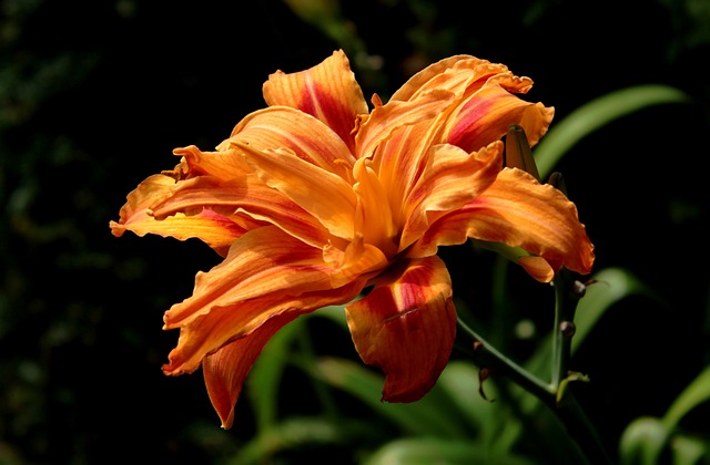 FullSun Perennial psThat Bloom AllSummer. hemerocallis