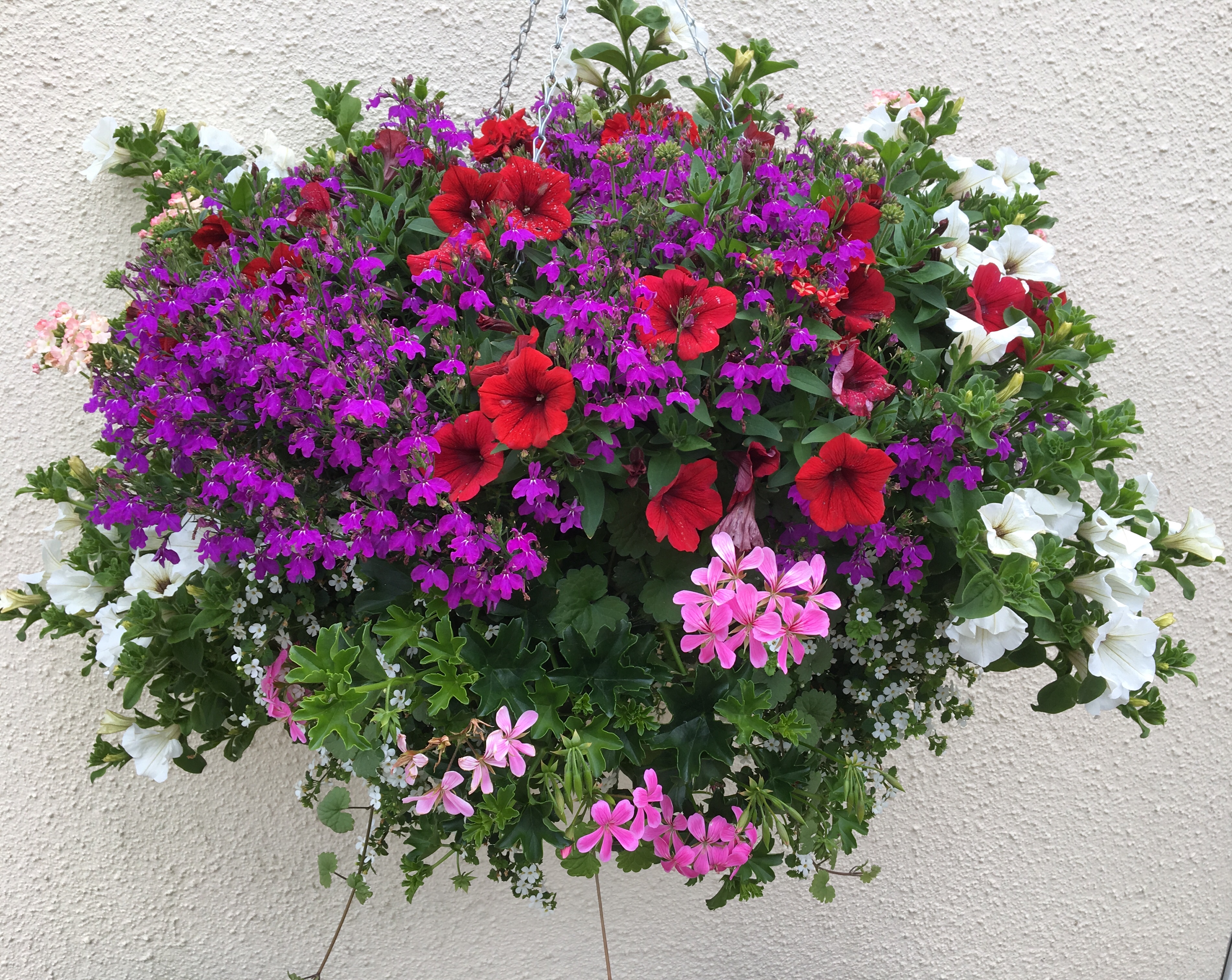 Water and feed hanging baskets