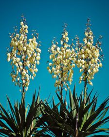 Flowering plants for full sun. Yucca
