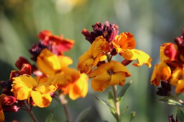 Biennial Plants To Sow Now For A Summer Of Colour wallflowers