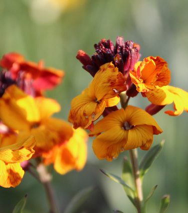 Biennial Plants To Sow Now For A Summer Of Colour wallflowers