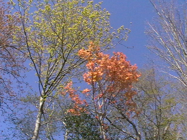 Japanese Maple trees