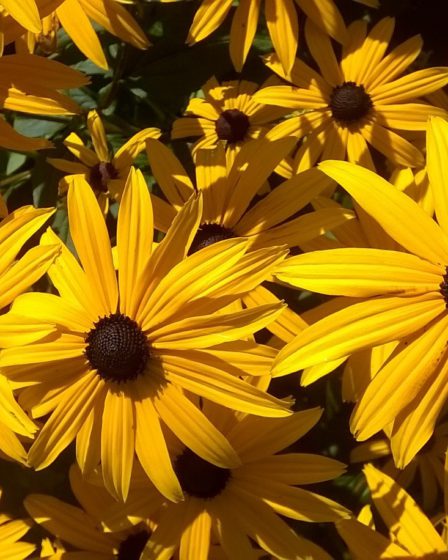 Rudbekia, a daisy like flower in golds and orange