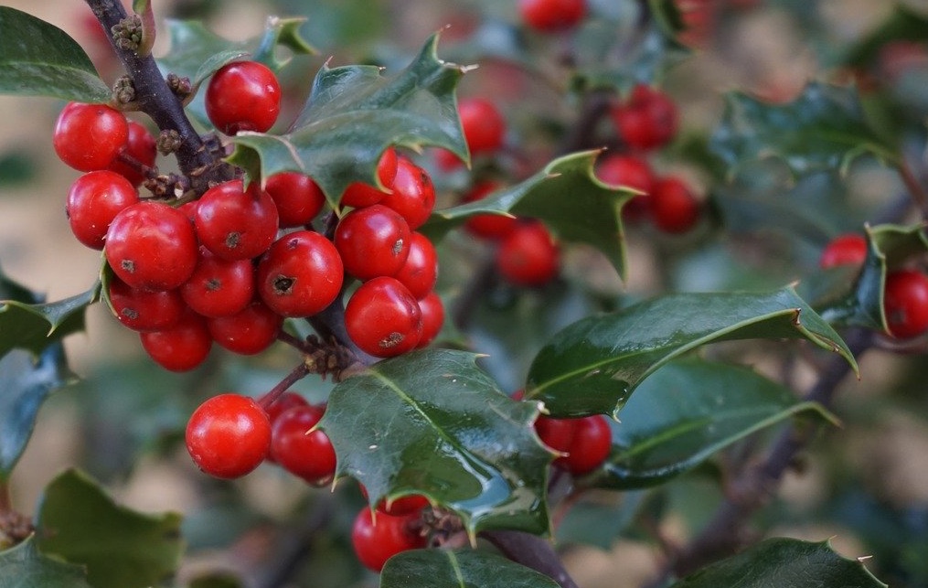Holly shrub with red berries