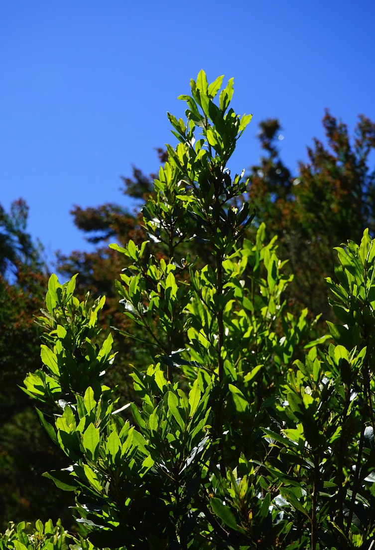 Bay Laurel Tree Evergreen Windbreak Trees for Coastal Gardens 