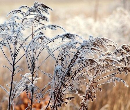 Grass seed heads with frost What jobs to do in the garden in January