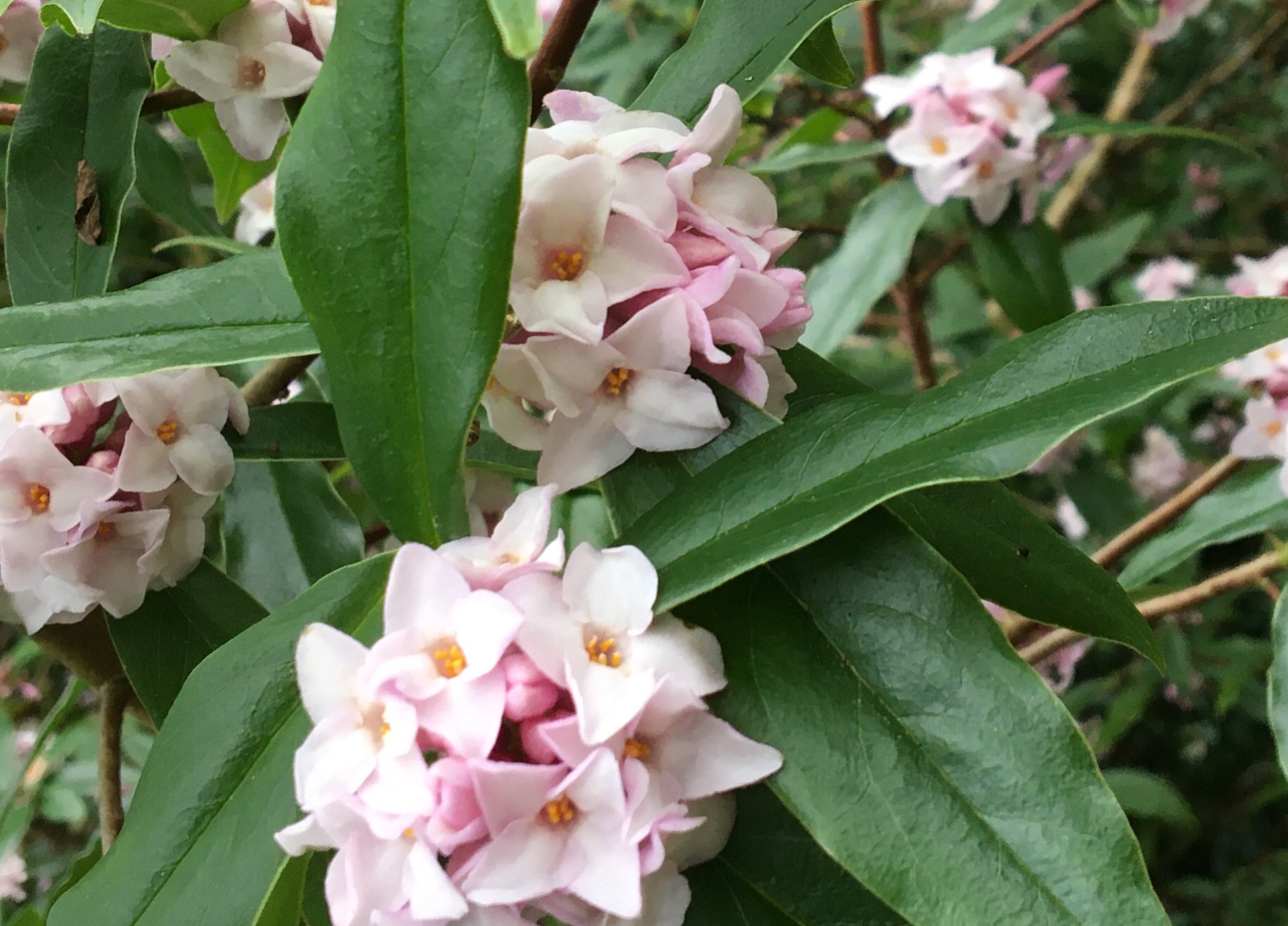 Clusters of pink flowers of Daphne