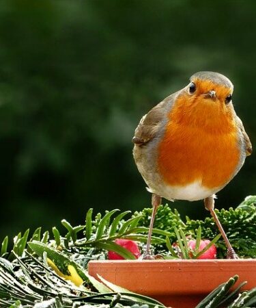 What Jobs To Do In The Garden In February. Robin sat on a terracotta bird feeder what jobs to doin the garden in February