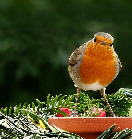 What Jobs To Do In The Garden In February. Robin sat on a terracotta bird feeder what jobs to doin the garden in February