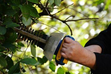 A man using a cordless hedge trimmer . Best cordless hedge trimmer reviews