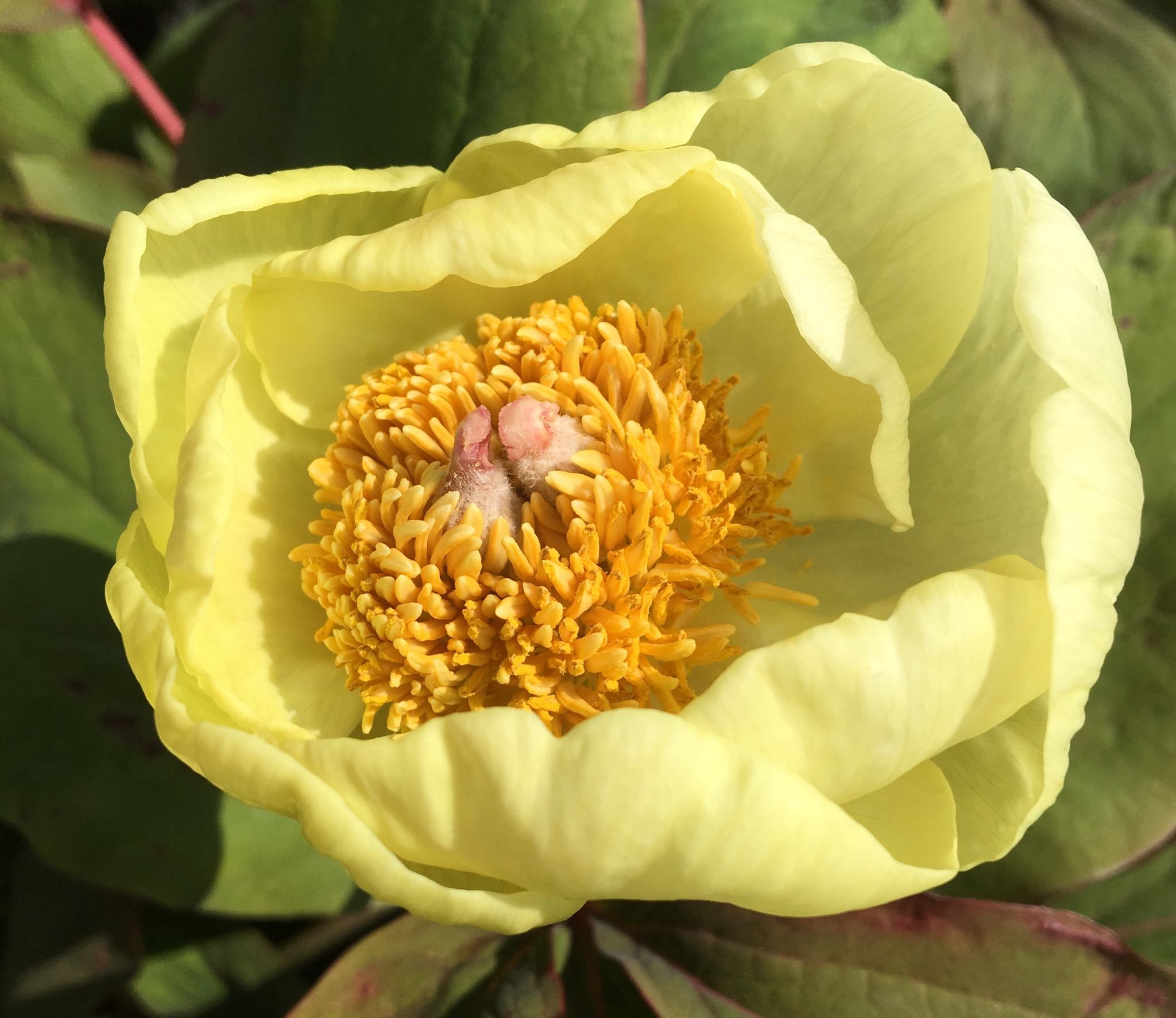 How To Grow Peonies In Your Garden. tree Peony flower, lemon yellow with a dark yellow centre, How to grow peonies.
