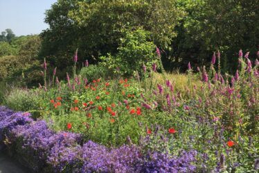 How To Plant A Hardy Perennial Border Like A Pro. garden border with campanula, poppies, grasses and foxgloves, how to plant a hardy perennial border
