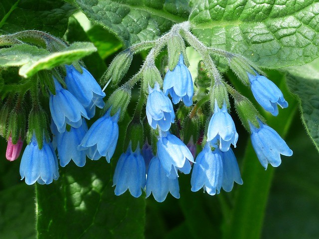 Blue flowering comfrey Best Organic Fertiliser To Help Your Garden Grow