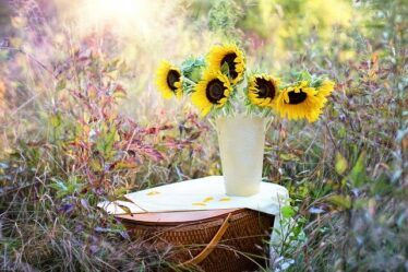 Choosing The Best Cutting Flower Garden Plants. Sunflowers in a jug placed outdoors on a table. Cutting flowers garden plants