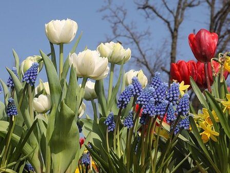 How To Plant Spring Flower Bulbs.Tulips and muscari, how to plant spring flower bulbs