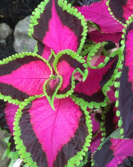 Fantastic Foliage Plants. Fuchsia pink and lime green Coleus leaves. Fantastic Foliage Plants For Your Garden