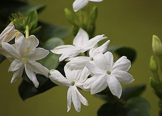 Best Night Scented Plants Star Jasmine