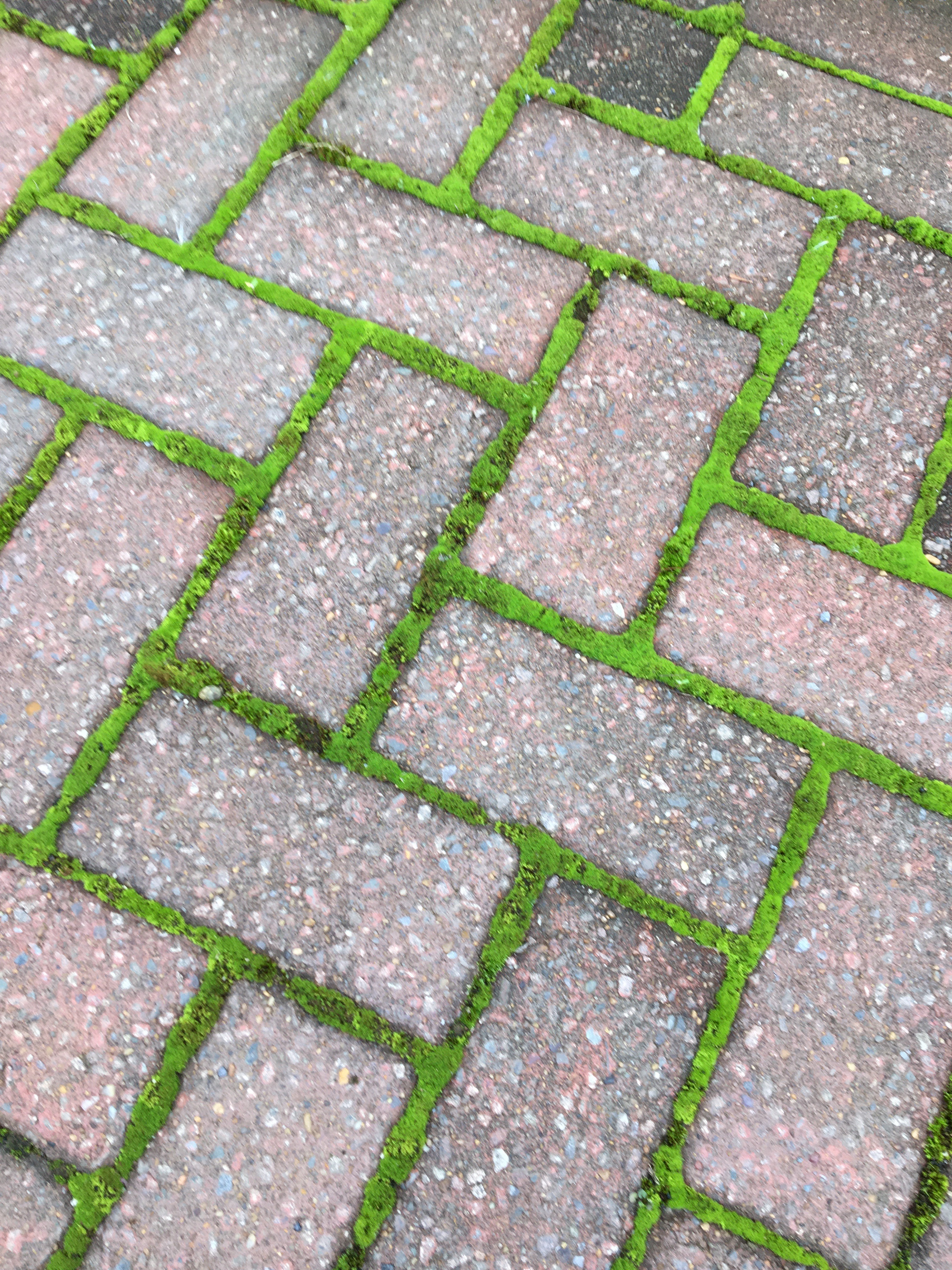 Block paving with moss. Best Patio Cleaner Sika Mould Buster