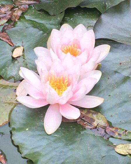 Best plants for garden ponds Water lily